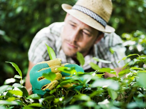 Eco-friendly gardening practices by Cleaners SE22 gardeners